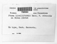 Phomopsis lirelliformis image